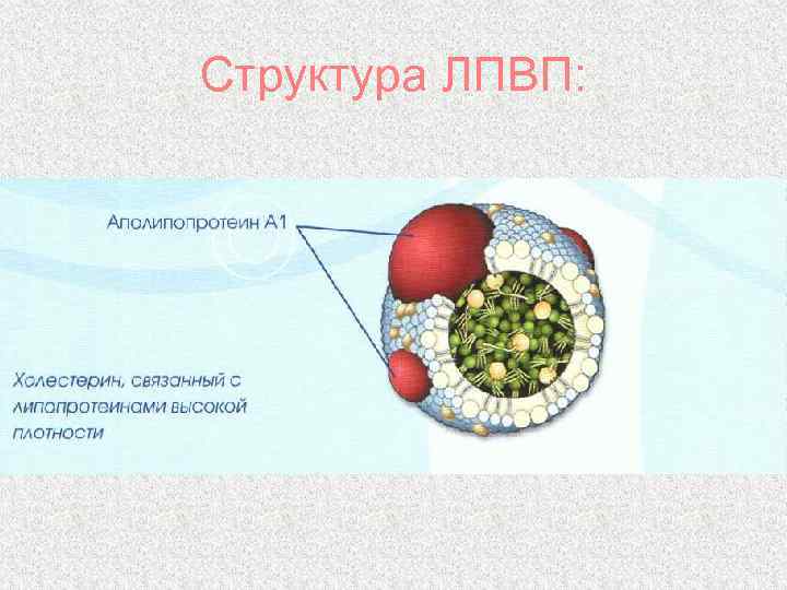 Структура ЛПВП: 