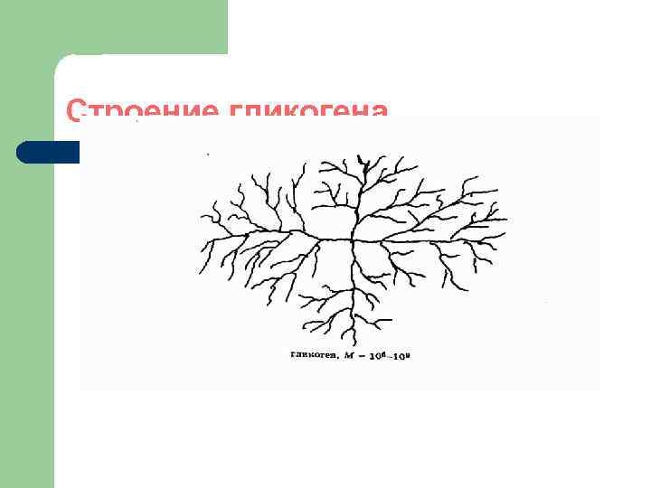 Строение гликогена 