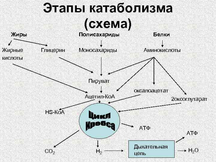 Катаболизм энергетических субстратов общая схема