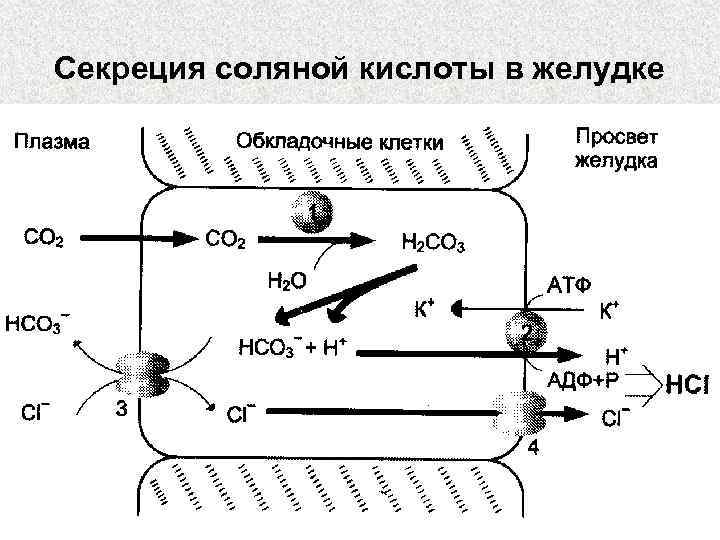 Секреция соляной кислоты в желудке 