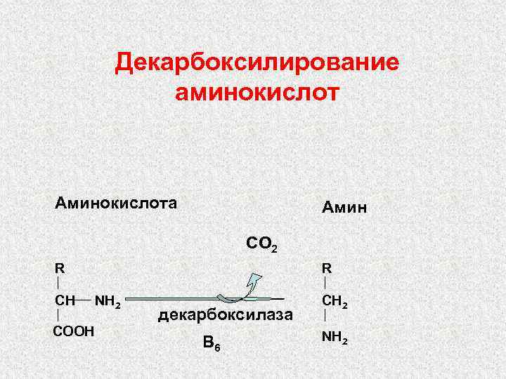 Декарбоксилирование аминокислот Аминокислота Амин CO 2 R CH COOH R NH 2 декарбоксилаза B