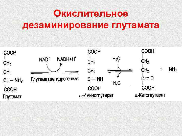 Окислительное дезаминирование глутамата . 