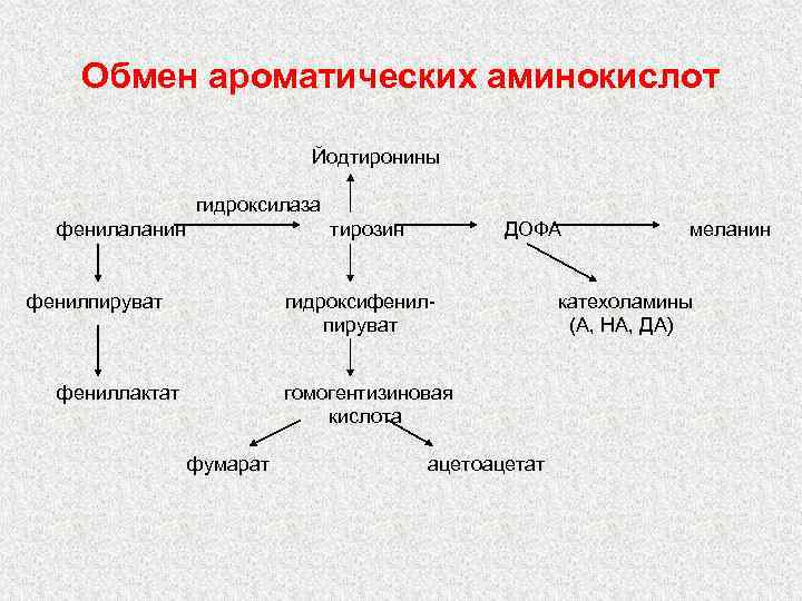 Продукты обмена аминокислот. Схема метаболизма ароматических аминокислот. Схема метаболизма фенилаланина. Схема обмена ароматических аминокислот. Метаболизм ароматических аминокислот.