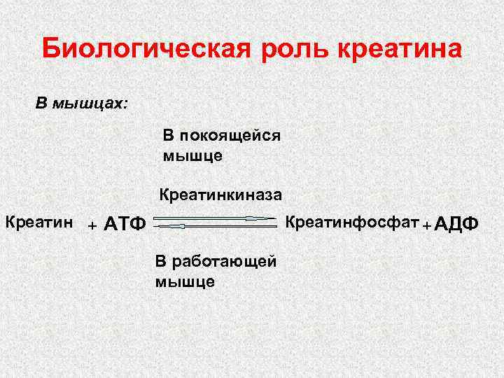 Биологическая роль креатина В мышцах: В покоящейся мышце Креатинкиназа Креатин + АТФ Креатинфосфат +