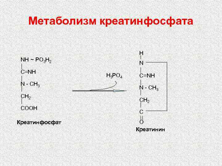 Метаболизм креатинфосфата H NH ~ PO 3 H 2 C=NH N - CH 3