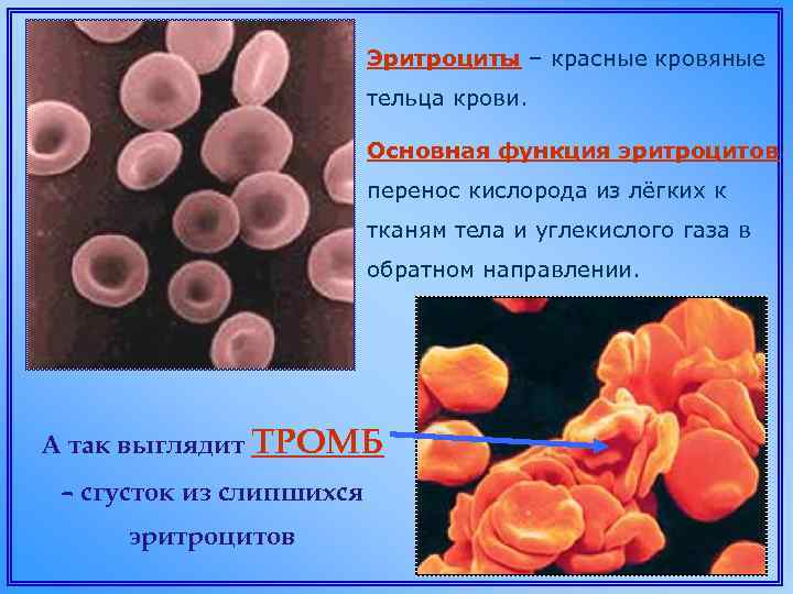 Эритроциты – красные кровяные тельца крови. Основная функция эритроцитов перенос кислорода из лёгких к