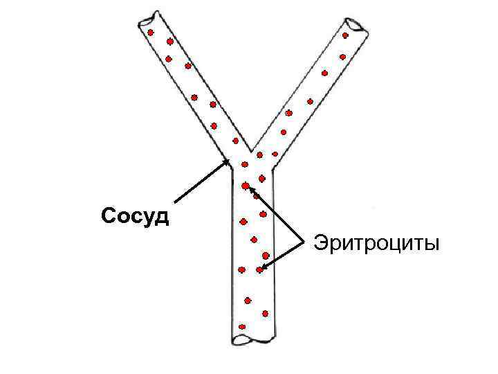 Сосуд Эритроциты 