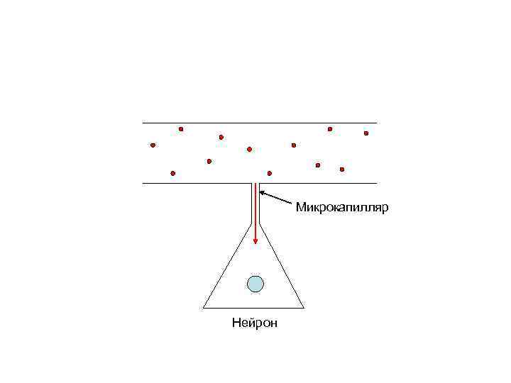 Микрокапилляр Нейрон 