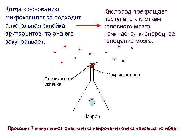 Когда к основанию микрокапилляра подходит алкогольная склейка эритроцитов, то она его закупоривает. Кислород прекращает