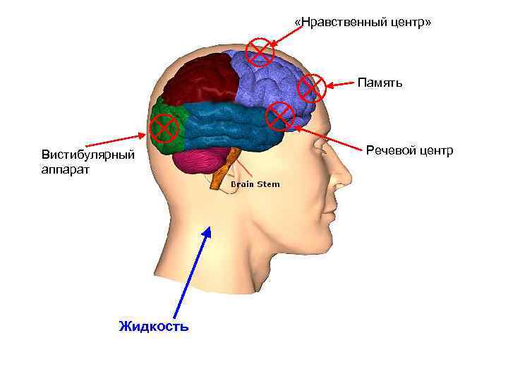  «Нравственный центр» Память Вистибулярный аппарат Жидкость Речевой центр 