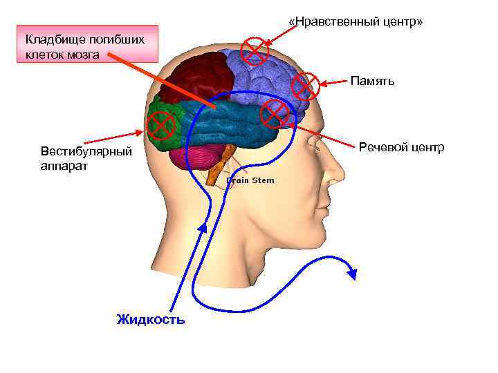 Мозговые центры балканы. Нравственный центр в головном мозге. Мозговой центр клетки. Центр наказания в мозге.