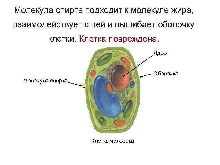 Мало клеток. Молекула клетки. Молекула клетки человека. Молекула и клетка разница. Клетка и молекула в сравнении.