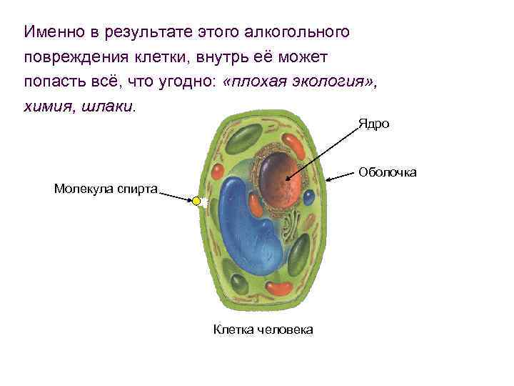 Внутрь клетки. Действие этанола на клетку. Этанол воздействие на клетки человека. Этанол клетки. Действие этанола на клетку человека.