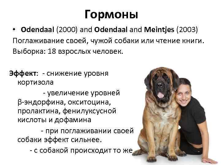 Гормоны • Odendaal (2000) and Odendaal and Meintjes (2003) Поглаживание своей, чужой собаки или