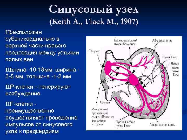 Синусно предсердный узел находится