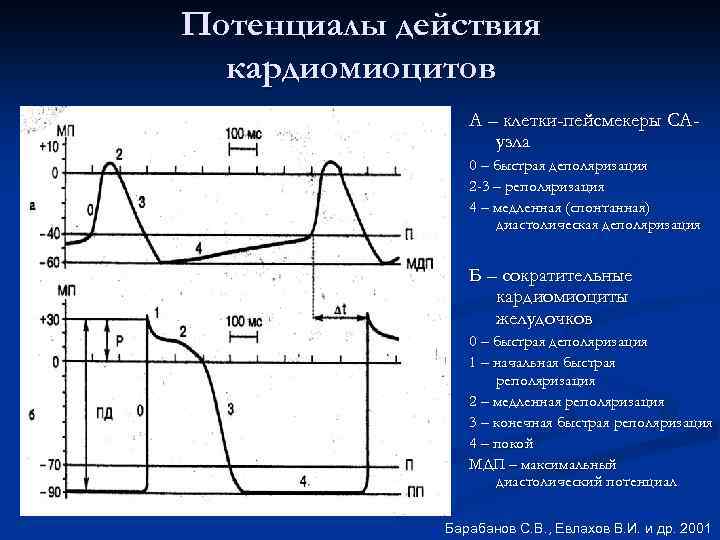 Потенциал покоя кардиомиоцитов