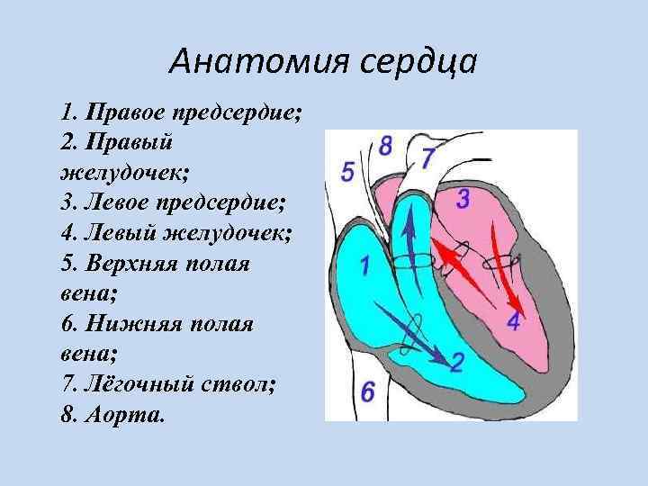 Анатомия сердца 1. Правое предсердие; 2. Правый желудочек; 3. Левое предсердие; 4. Левый желудочек;