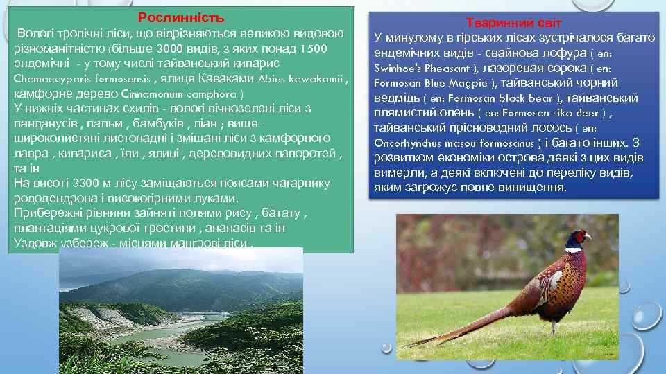 Рослинність Вологі тропічні ліси, що відрізняються великою видовою різноманітністю (більше 3000 видів, з яких