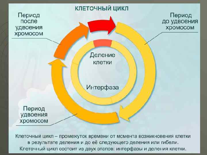 Схемы клеточного цикла