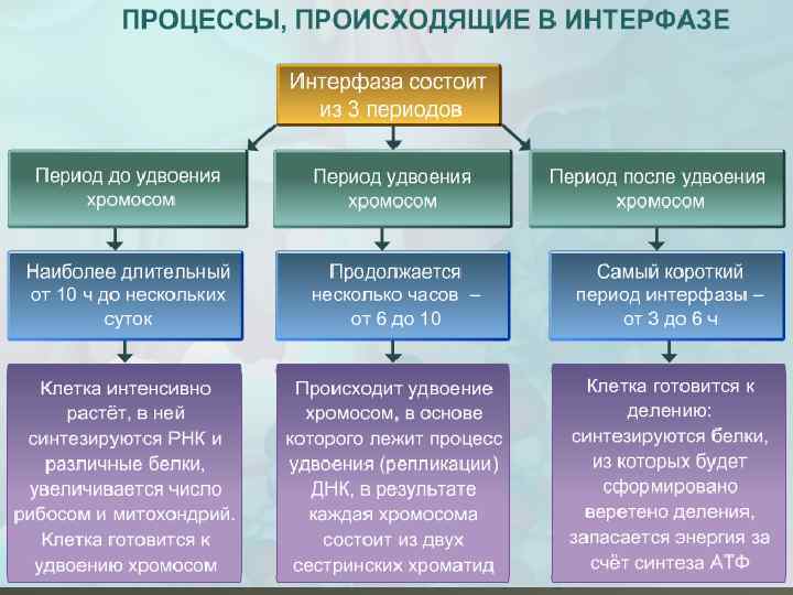 Процессы интерфазы. Процессы происходящие в интерфазе. Процессы происходящие в клетке в период интерфазы. Процессы происходящие в синтетический период интерфазы. Интерфаза процессы происходящие в клетке.