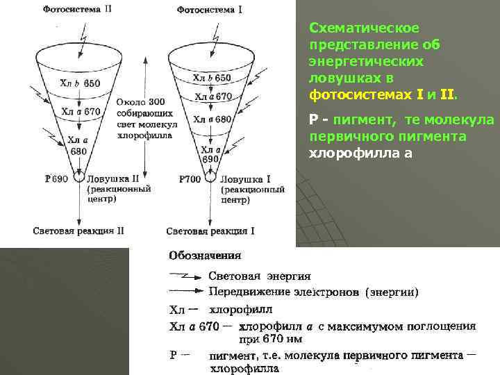 Схематическое представление об энергетических ловушках в фотосистемах I и II. Р - пигмент, те