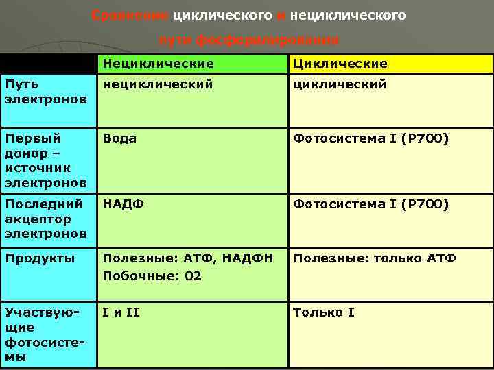 Сравнение циклического и нециклического пути фосфорилирования Нециклические Циклические Путь электронов нециклический Первый донор –