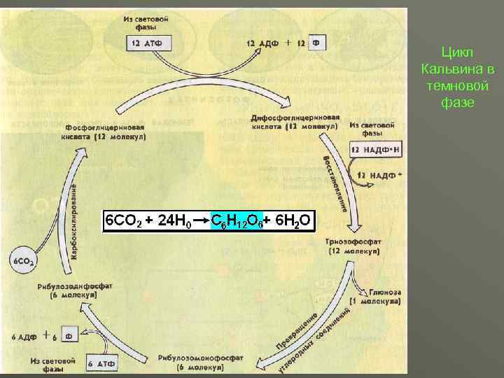 Цикл Кальвина в темновой фазе 