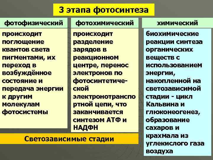 Автотрофный тип обмена веществ презентация