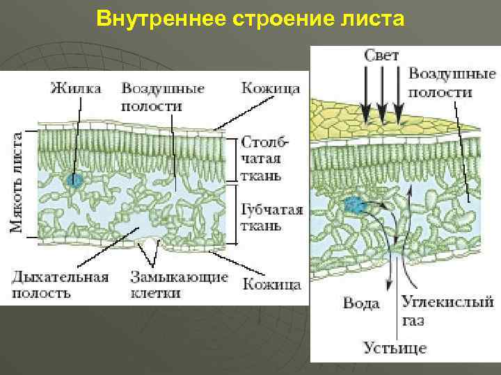 Схема внутреннего строения листа