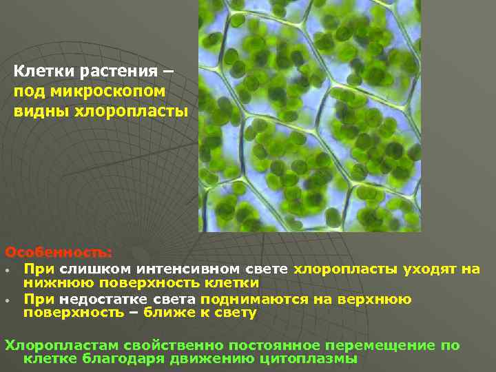 Клетки растения – под микроскопом видны хлоропласты Особенность: • При слишком интенсивном свете хлоропласты