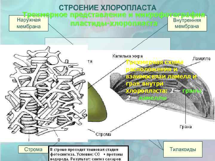 Трехмерное представление и микрофотография пластиды-хлоропласта Трехмерная схема расположения и взаимосвязи ламелл и гран внутри