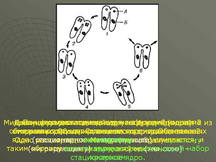 К концу конъюгации каждая на 4 части имеет по По цитоплазматическому мостику инфузории Микронуклеус