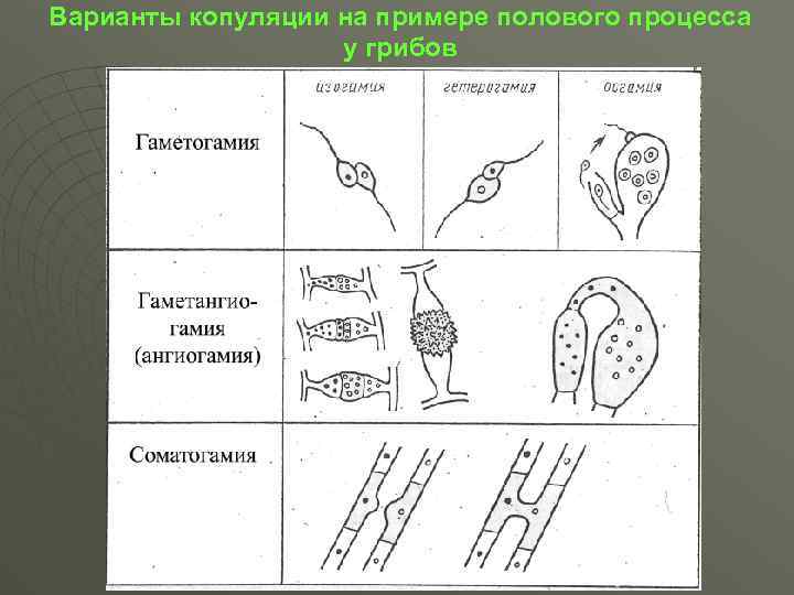 Чем половое размножение отличается от полового. Копуляция (гаметогамия). Типы полового процесса копуляция. Примеры полового процесса. Формы полового размножения копуляция.