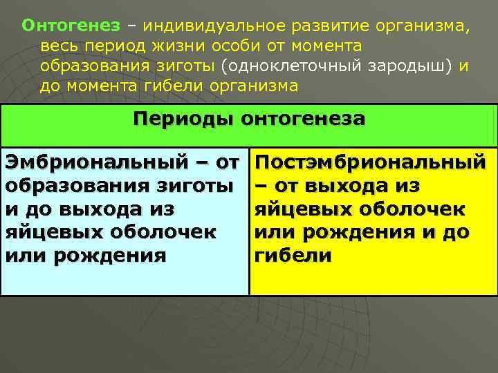 Онтогенез – индивидуальное развитие организма, весь период жизни особи от момента образования зиготы (одноклеточный