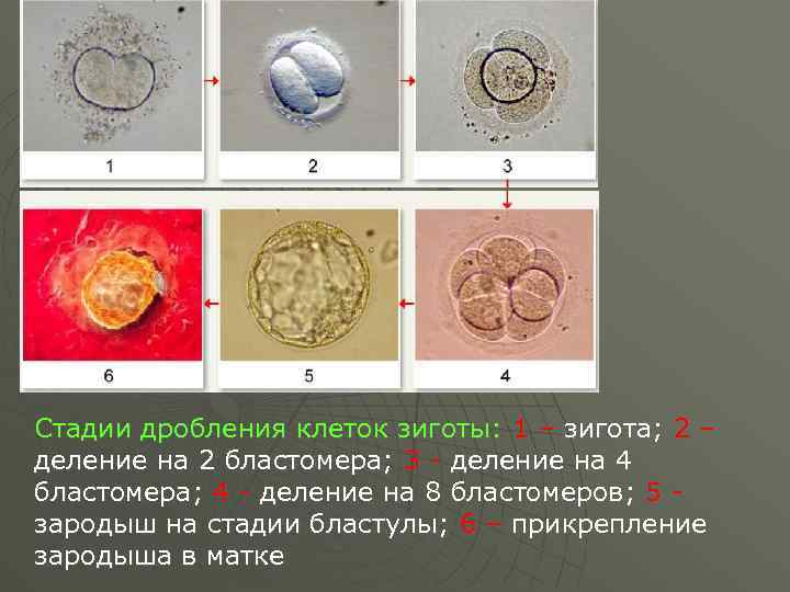 Стадии дробления зародыша