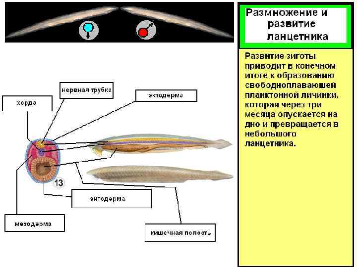 Околожаберная полость у ланцетника