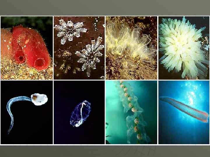 Взрослая оседлая форма асцидии и ее личиночная стадия, имеющая хорду 