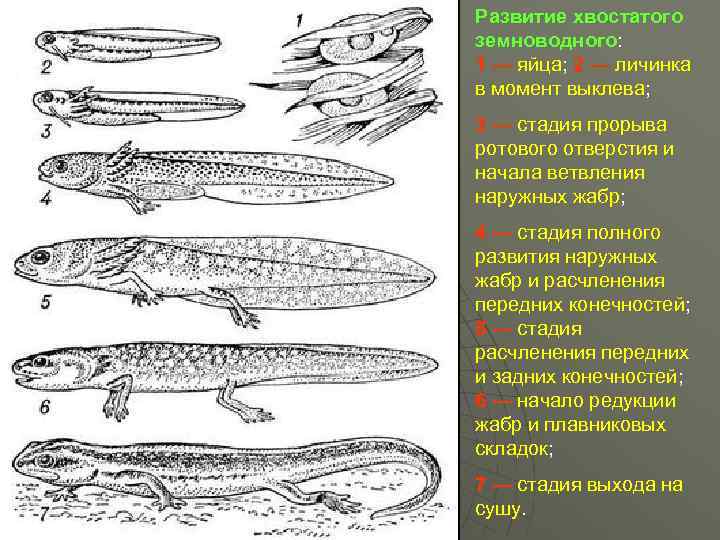 Развитие саламандры. Тритон гребенчатый личиночная стадия. Стадии развития Тритона обыкновенного. Головастики Тритона стадии развития. Гребенчатый Тритон постэмбриональное развитие.