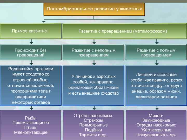 Схема прямого развития и непрямого развития