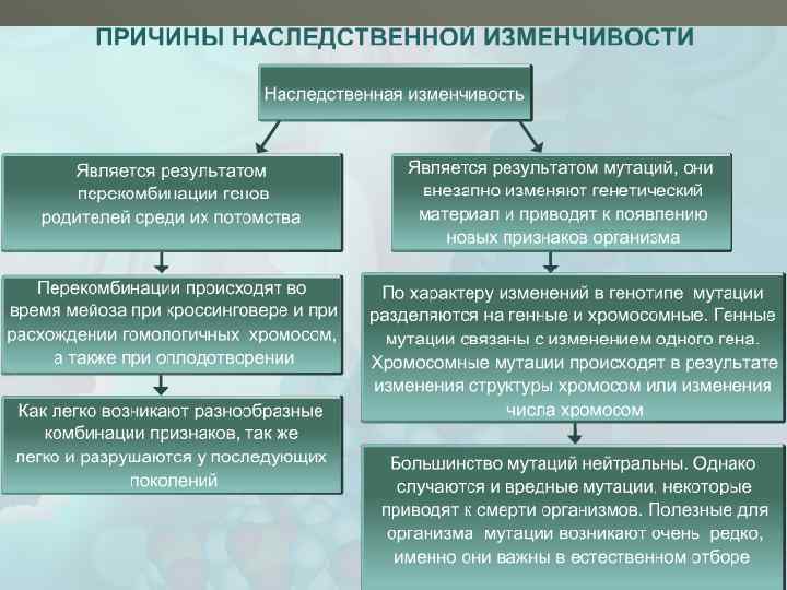 Наследственная изменчивость человека проект