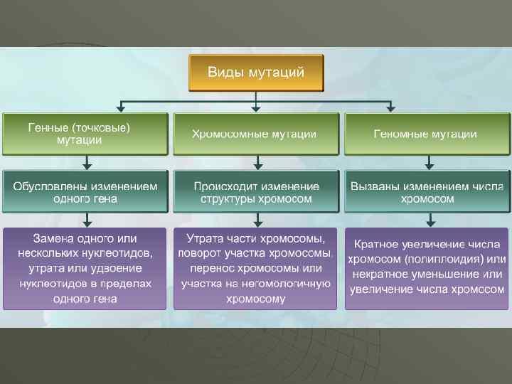 Основные виды мутации