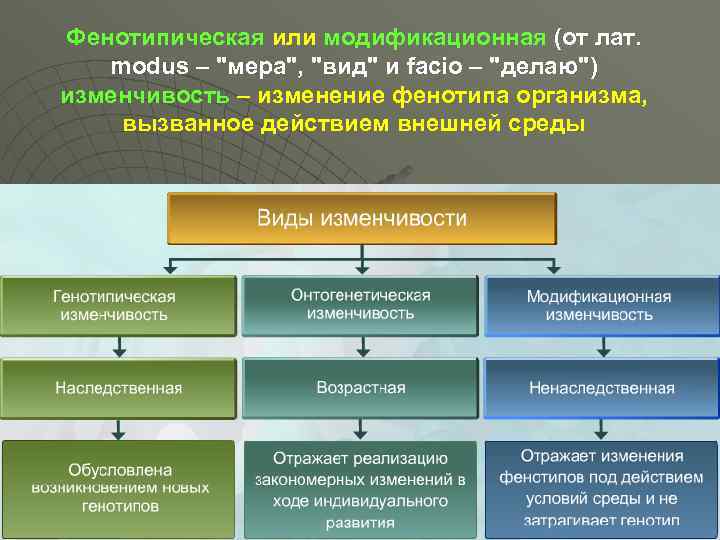 Изменчивость фенотипическая и генотипическая схема