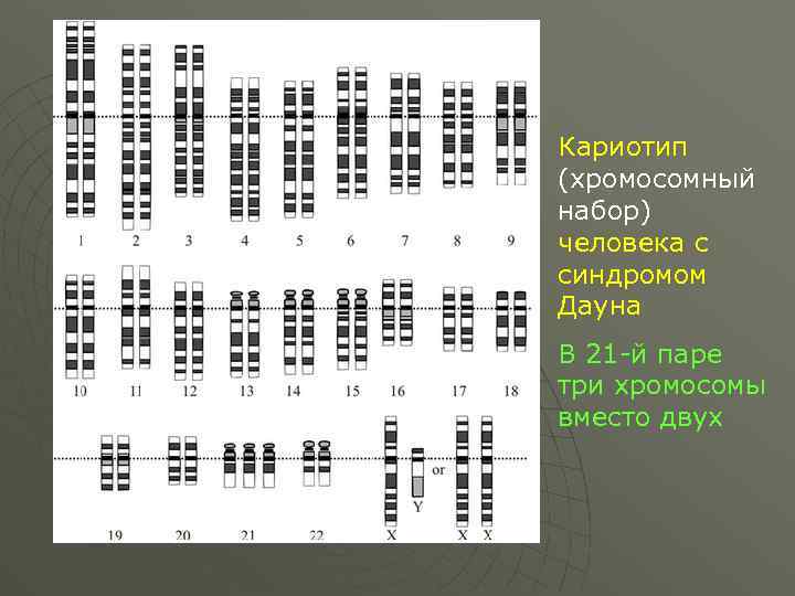 Хромосомный набор фото