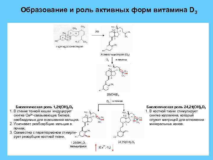 Образование и роль активных форм витамина D 3 OH Биологическая роль 1, 25(ОН)2 D