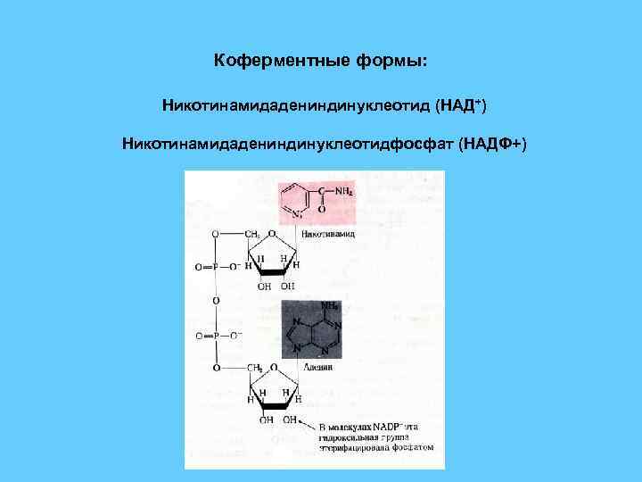 Коферментные формы: Никотинамидадениндинуклеотид (НАД+) Никотинамидадениндинуклеотидфосфат (НАДФ+) 