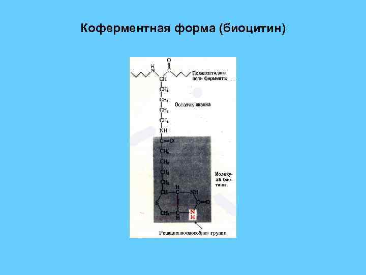 Коферментная форма (биоцитин) 