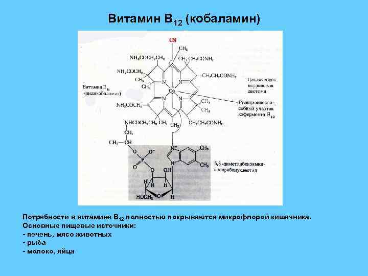 Синтез кофермента. Кофермент витамина в12. Витамин б12 кофермент. Реакция кофермента витамина в12. Витамин b12 коферментная форма.