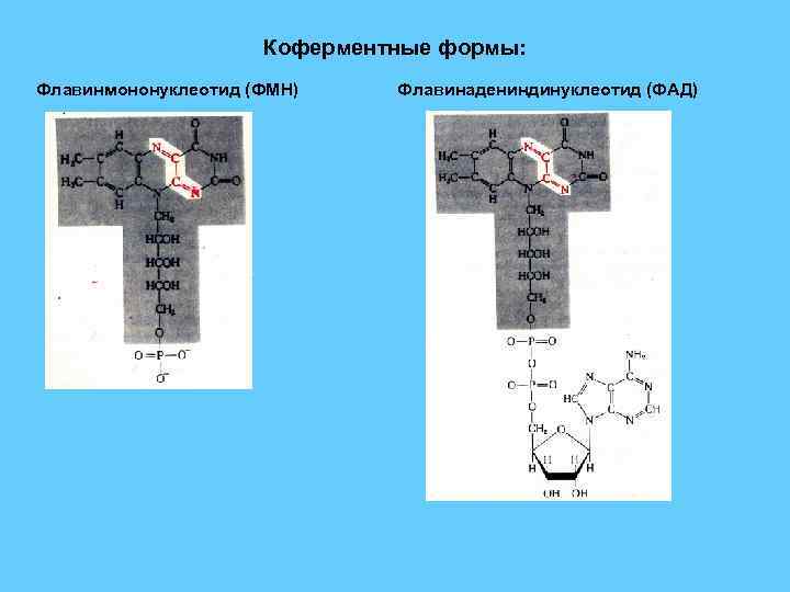 Коферментная функция витаминов группы в схема