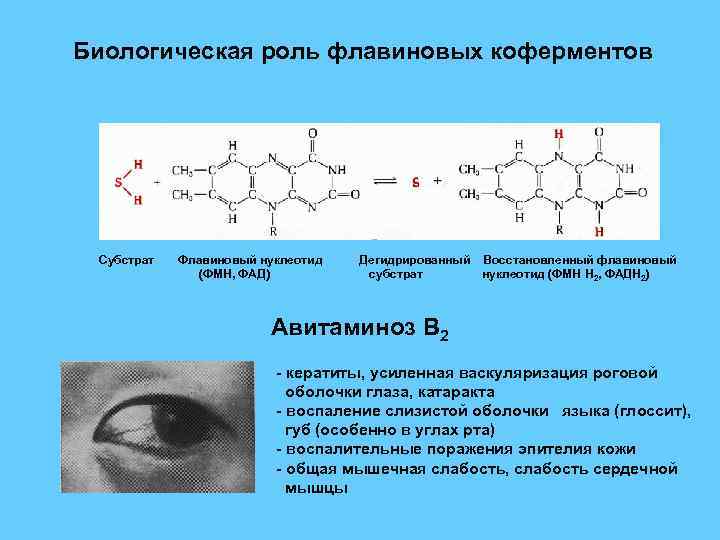 Что такое кофермент