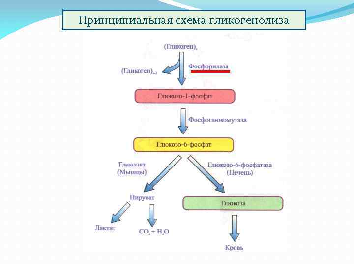 Регуляция углеводного обмена схема